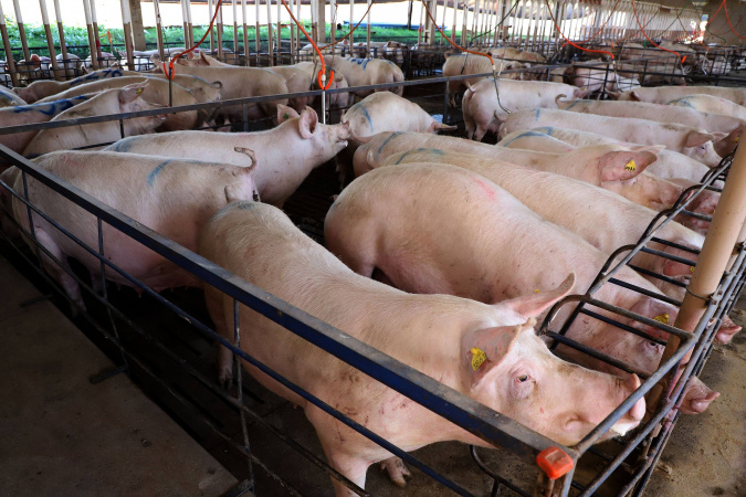 Carne suína do Paraná chega a 70 países; exportações têm 2º melhor 1º semestre da história