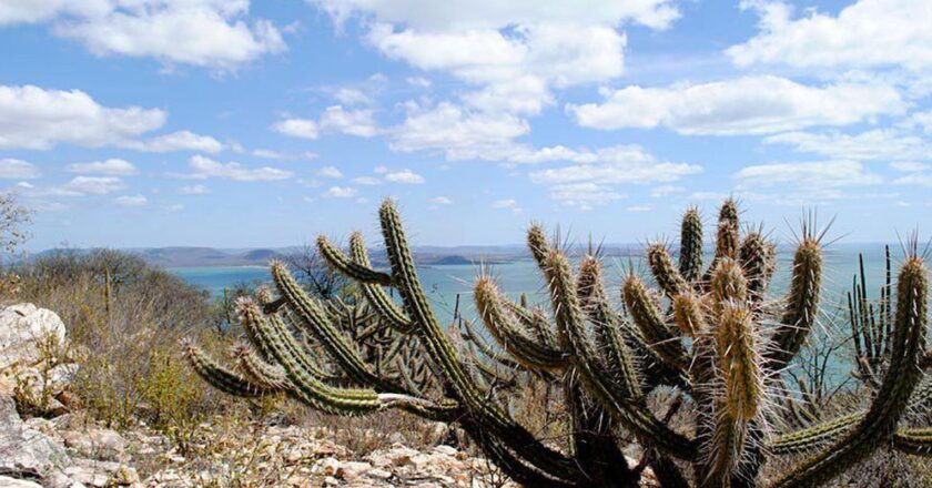 Estudo vê chance de recuperação de meio milhão de hectares de caatinga