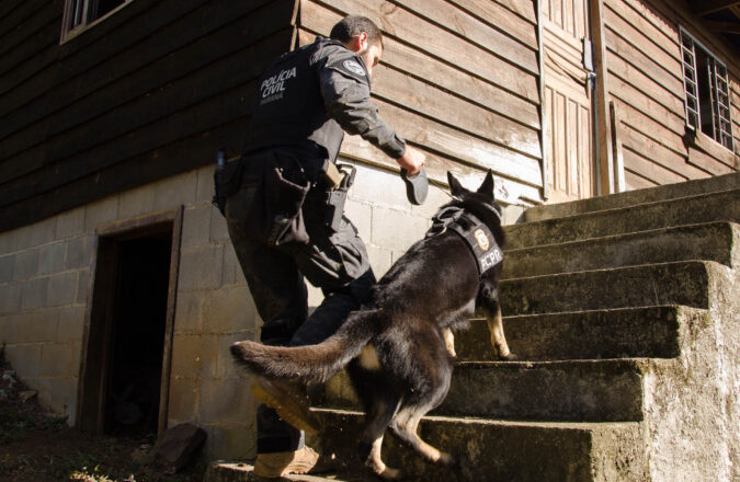 Detecção de drogas, armas e até explosivos: núcleo de cães da PCPR completa 13 anos